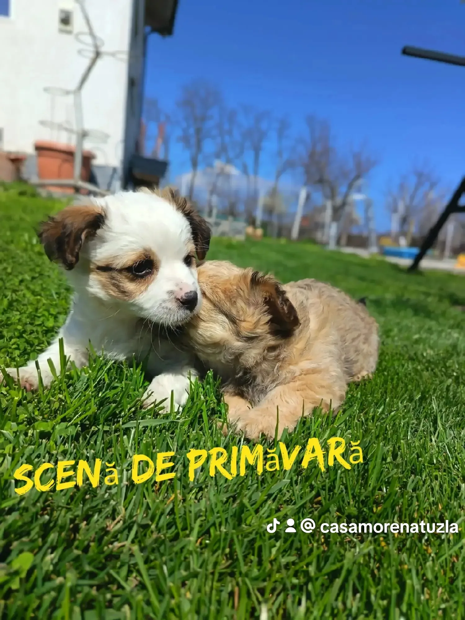 Casuta Morena — foto 82