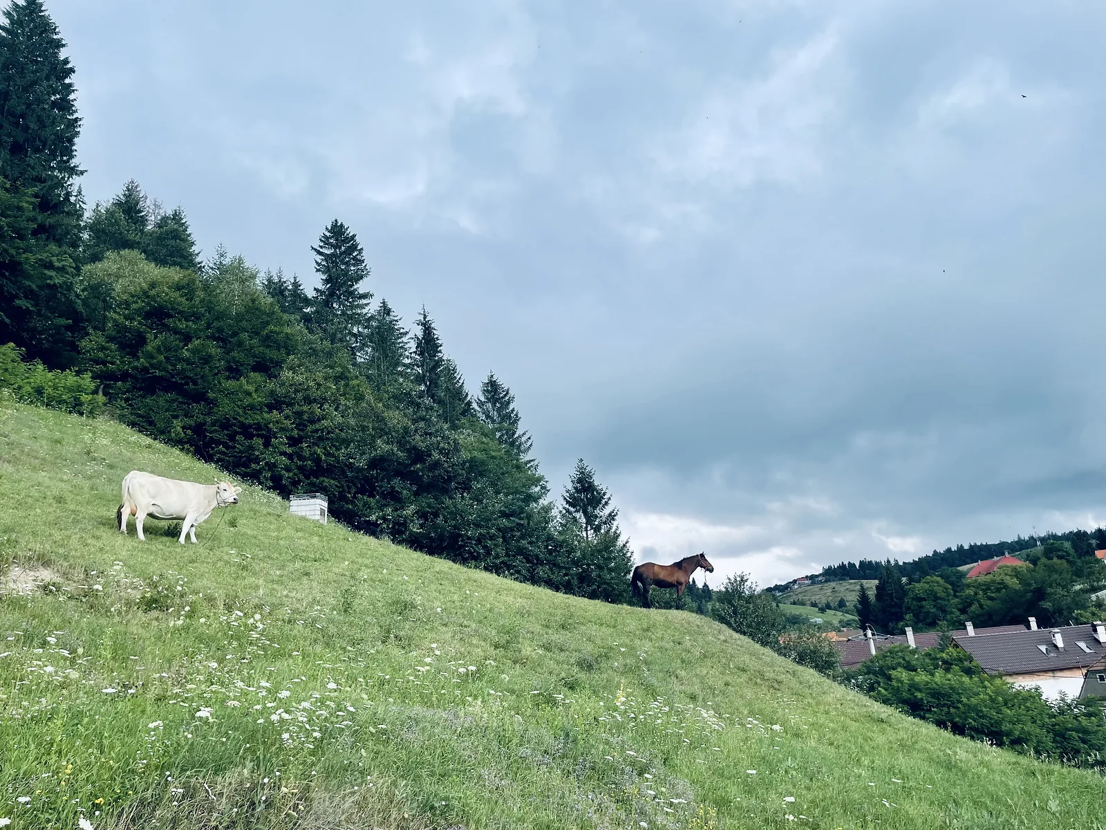 Casa Frățilă, Holbav, Brașov — foto 66