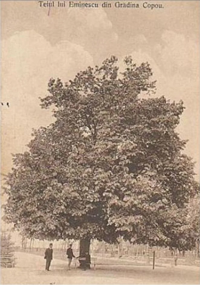 Copou - Teiul lui Eminescu