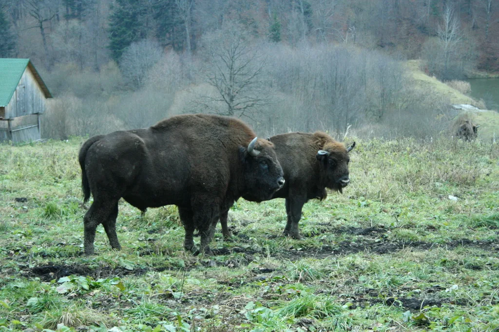 Parcul Natural Vânători Zimbri