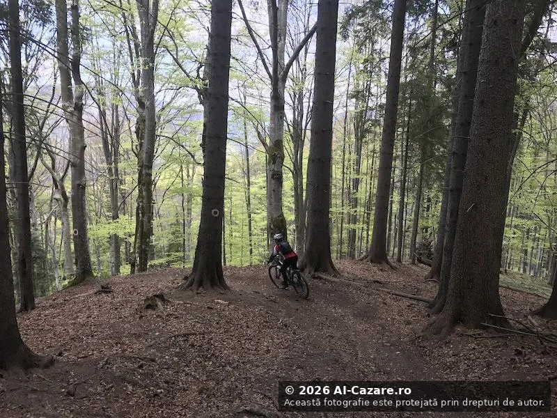 Trasee MTB Azuga foto 2
