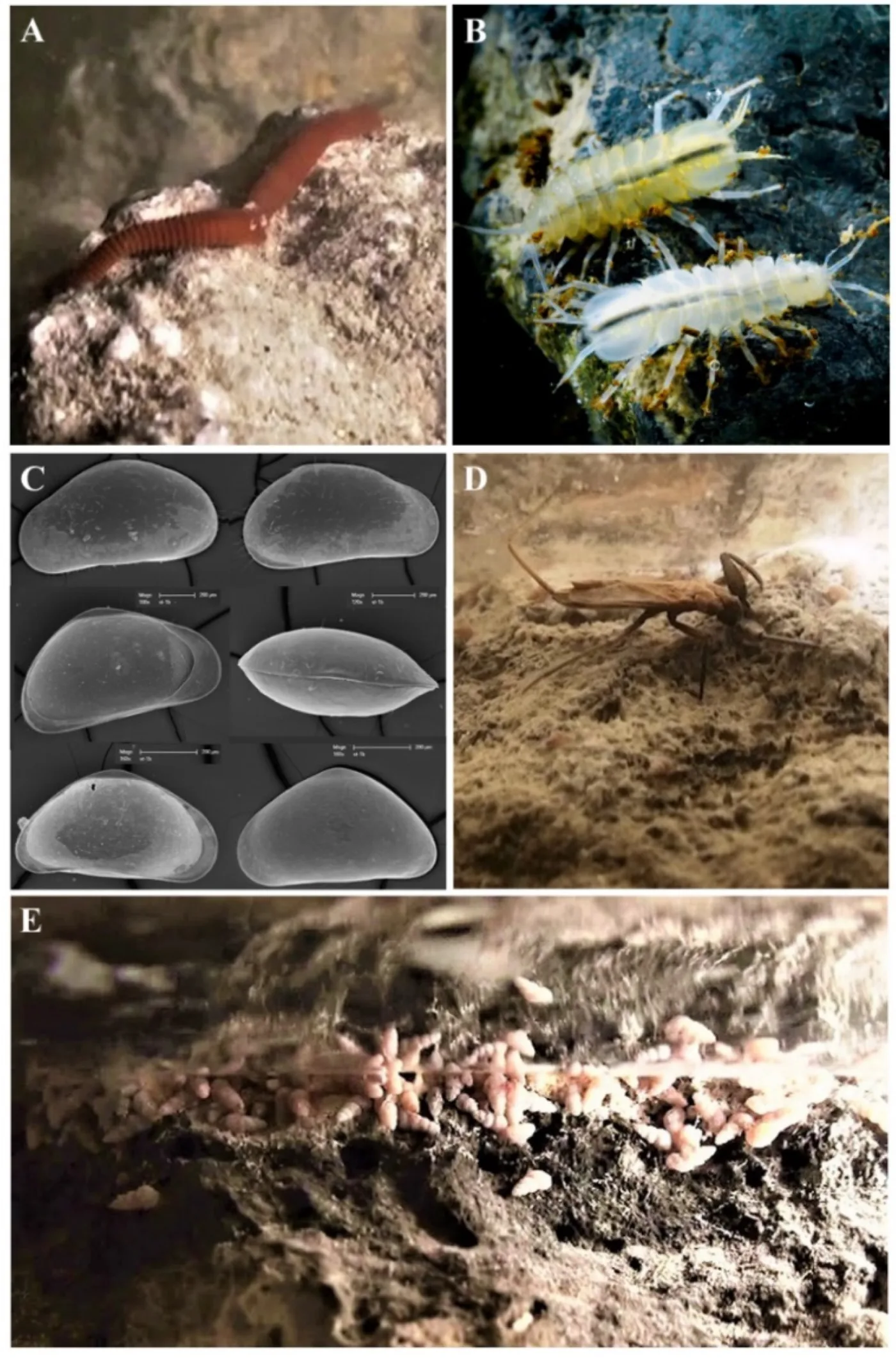 Movile Cave