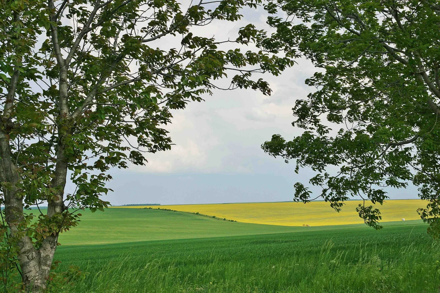 Smulți - Rezervația Stepei