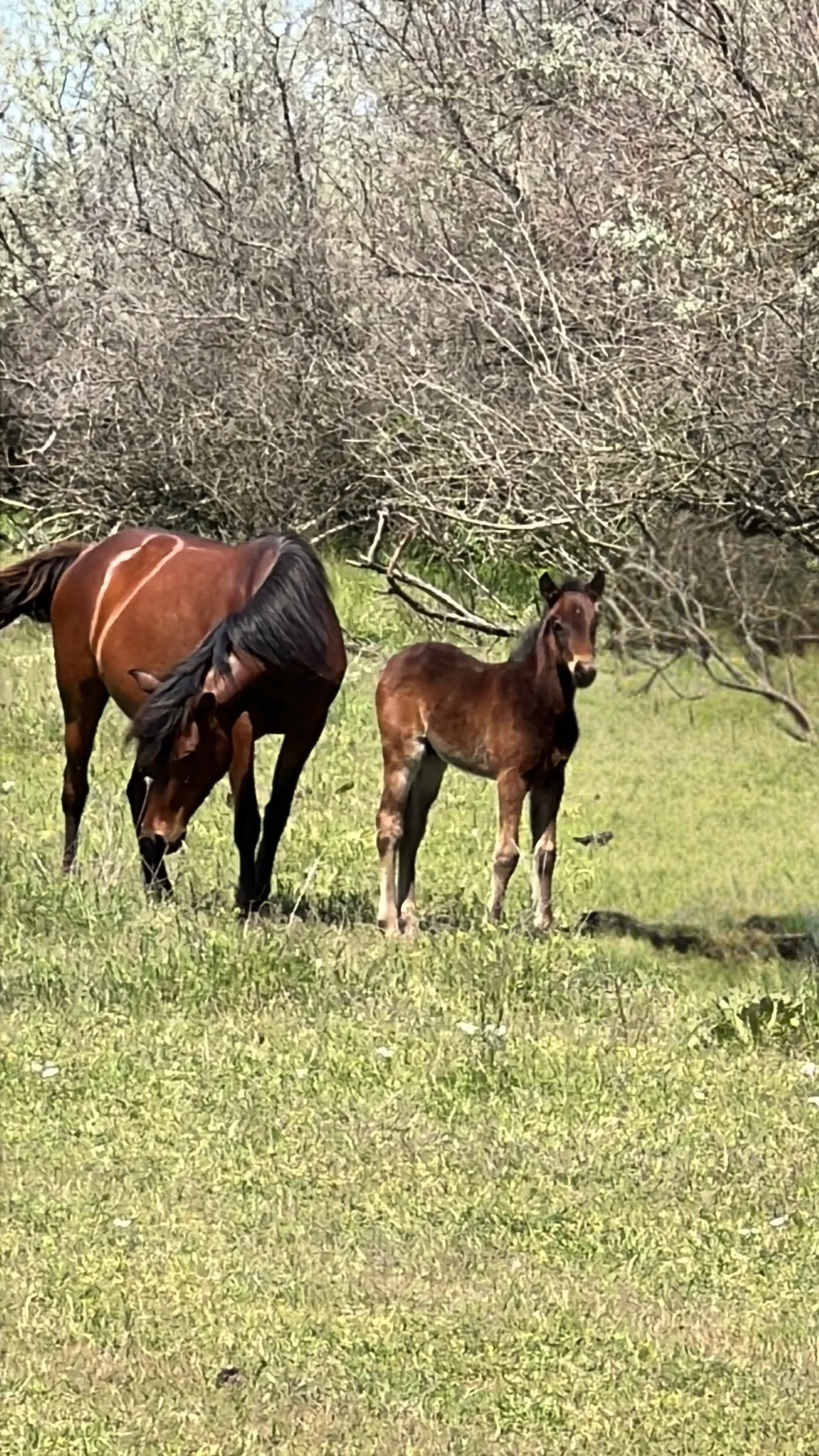 Grindul Chilia - Cai Sălbatici