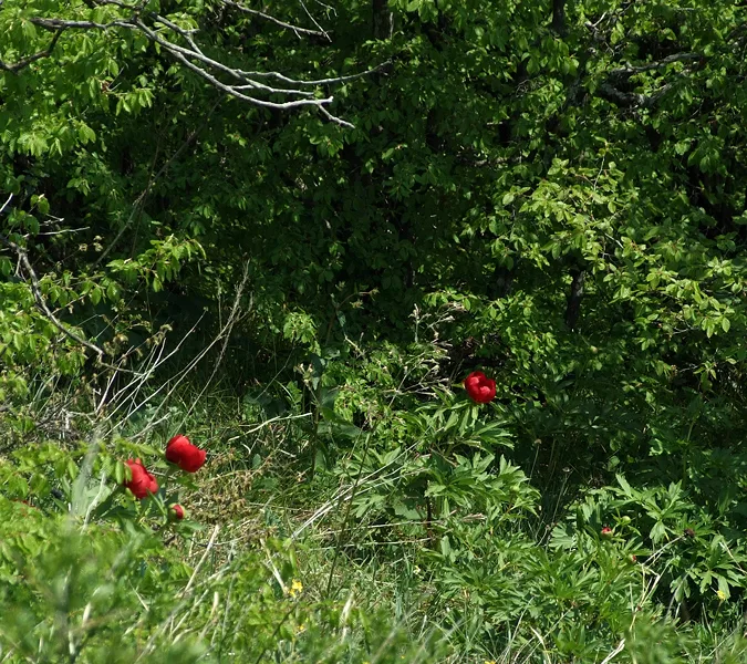 Parcul Natural Comana
