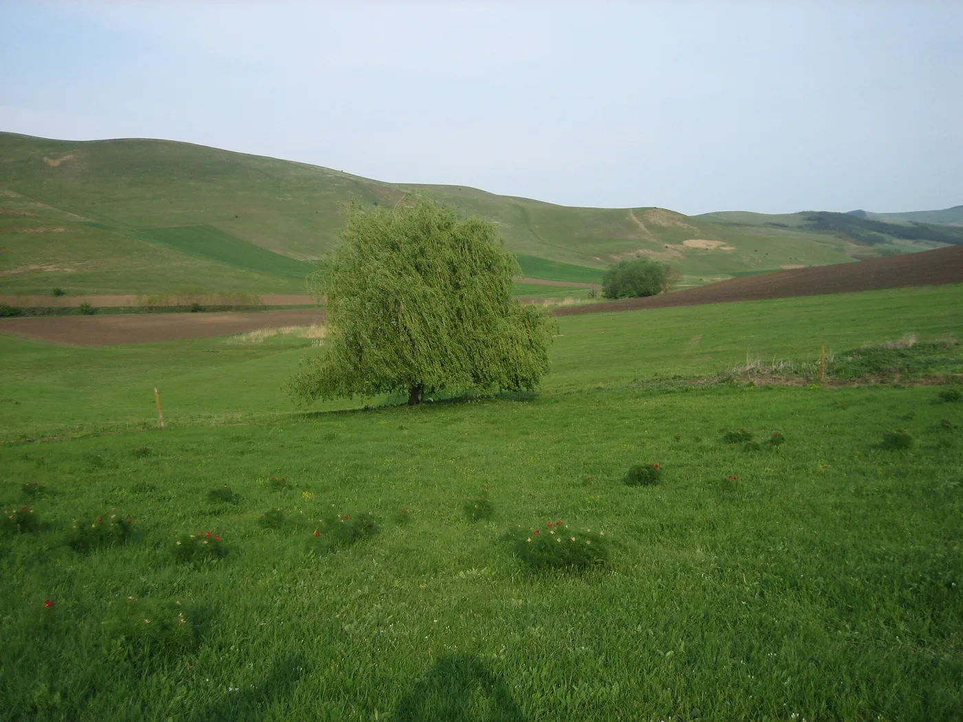 Furculești - Rezervația de Stepă