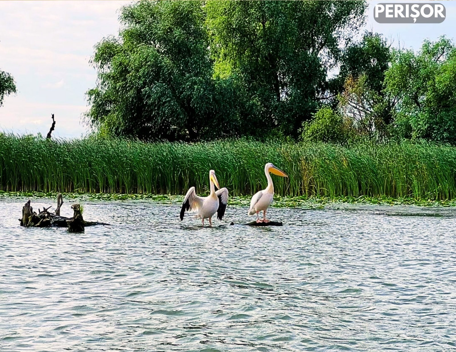 Pensiunea Solinia, Dunavatu de Jos — foto 4