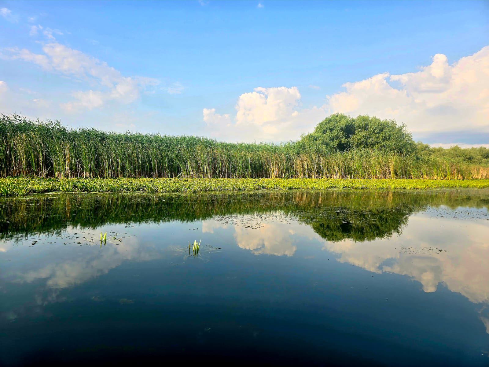 Casa Maioru, Partizani, Tulcea — foto 59