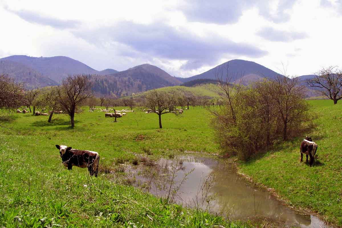 Casa Zollo 2, Marginimea Sibiului — foto 30