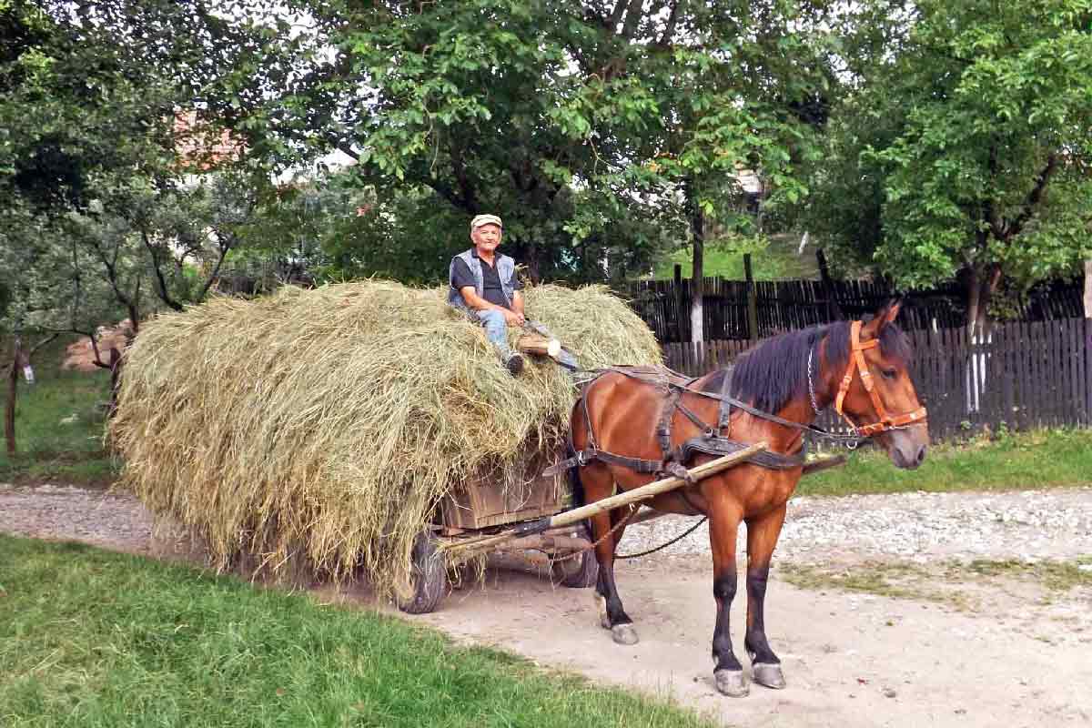 Casa Crina, Vale, Sibiu — foto 42