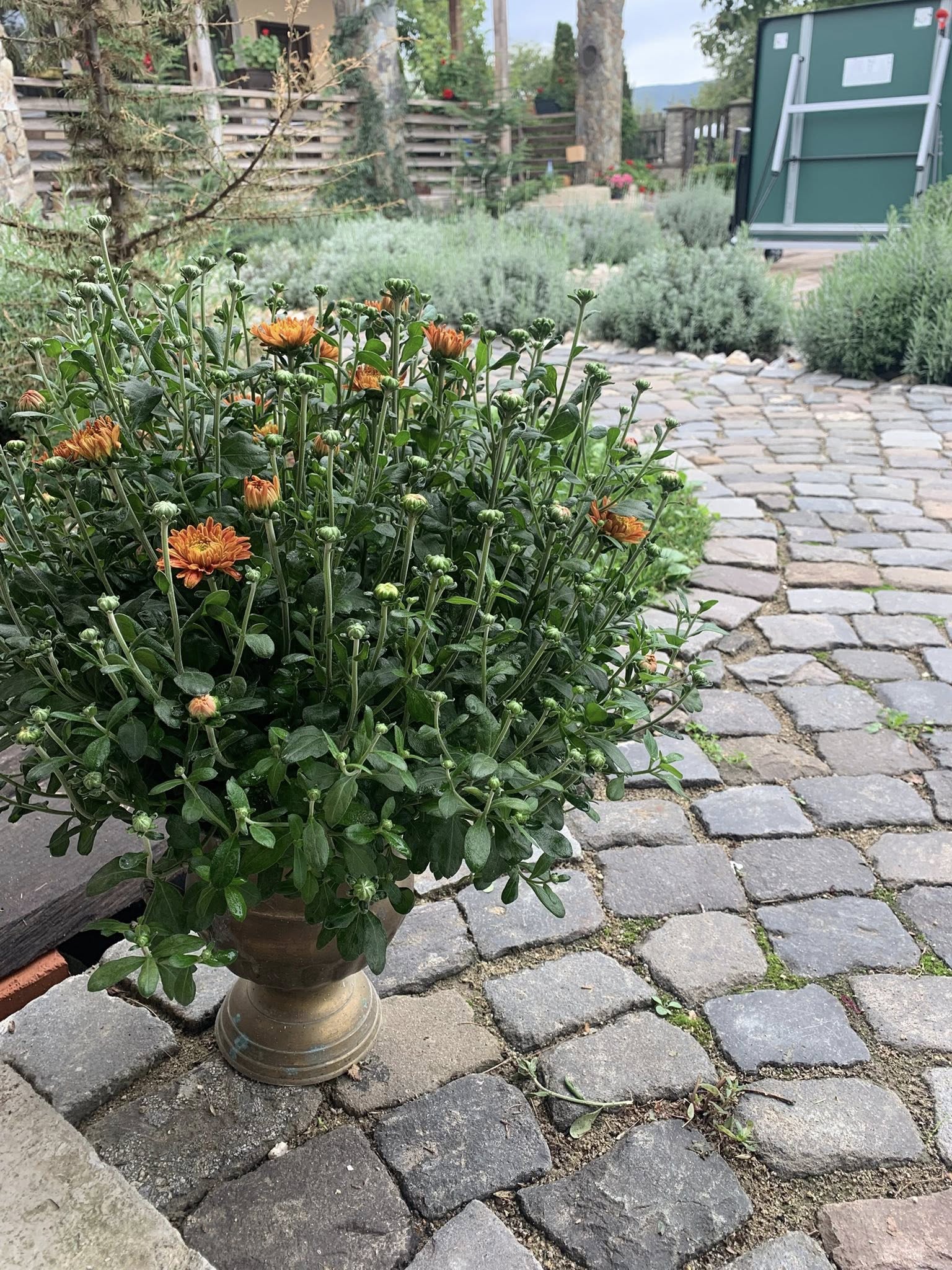 Pensiunea Casa Gorjeana, Pestisani — foto 6