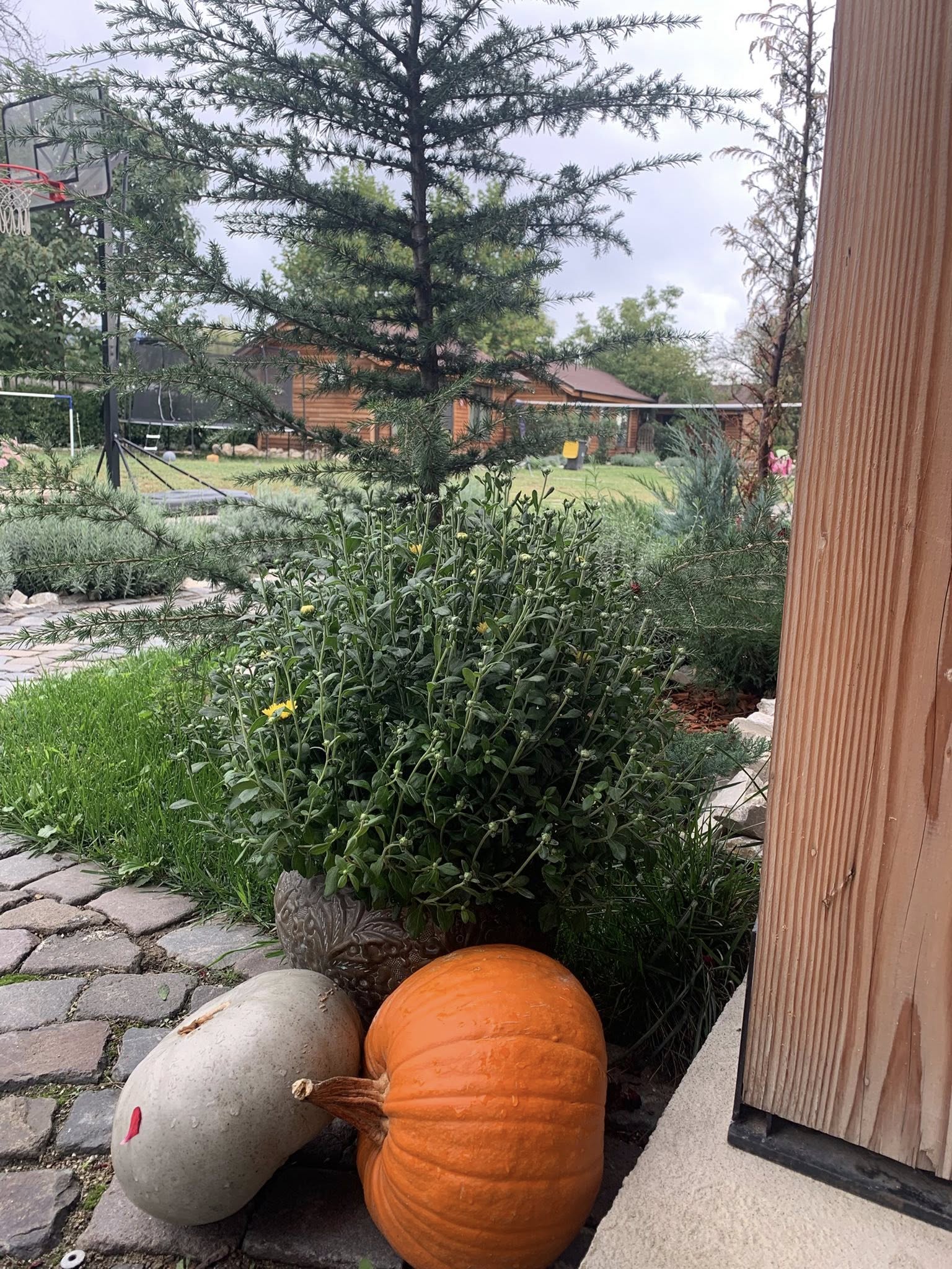 Pensiunea Casa Gorjeana, Pestisani — foto 8