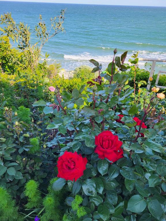 Vila Ozon, Eforie Nord — foto 22