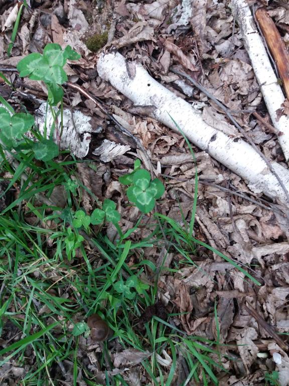 Pensiunea Agroturistica Alexandra, Belis, Cluj — foto 9