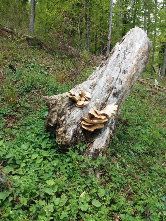 Pensiunea Agroturistica Alexandra, Belis, Cluj — foto 10