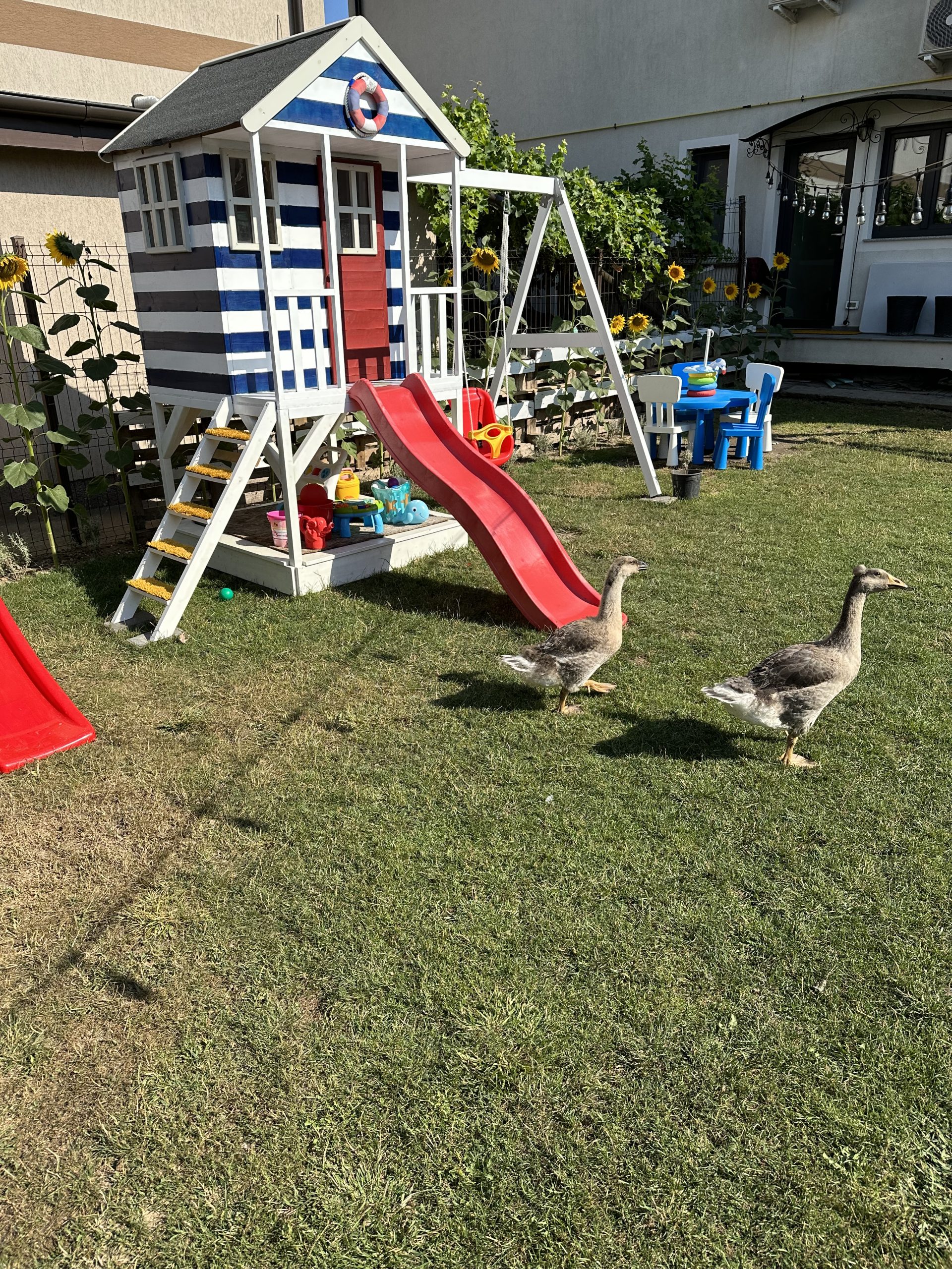 MEMangalia — foto 45