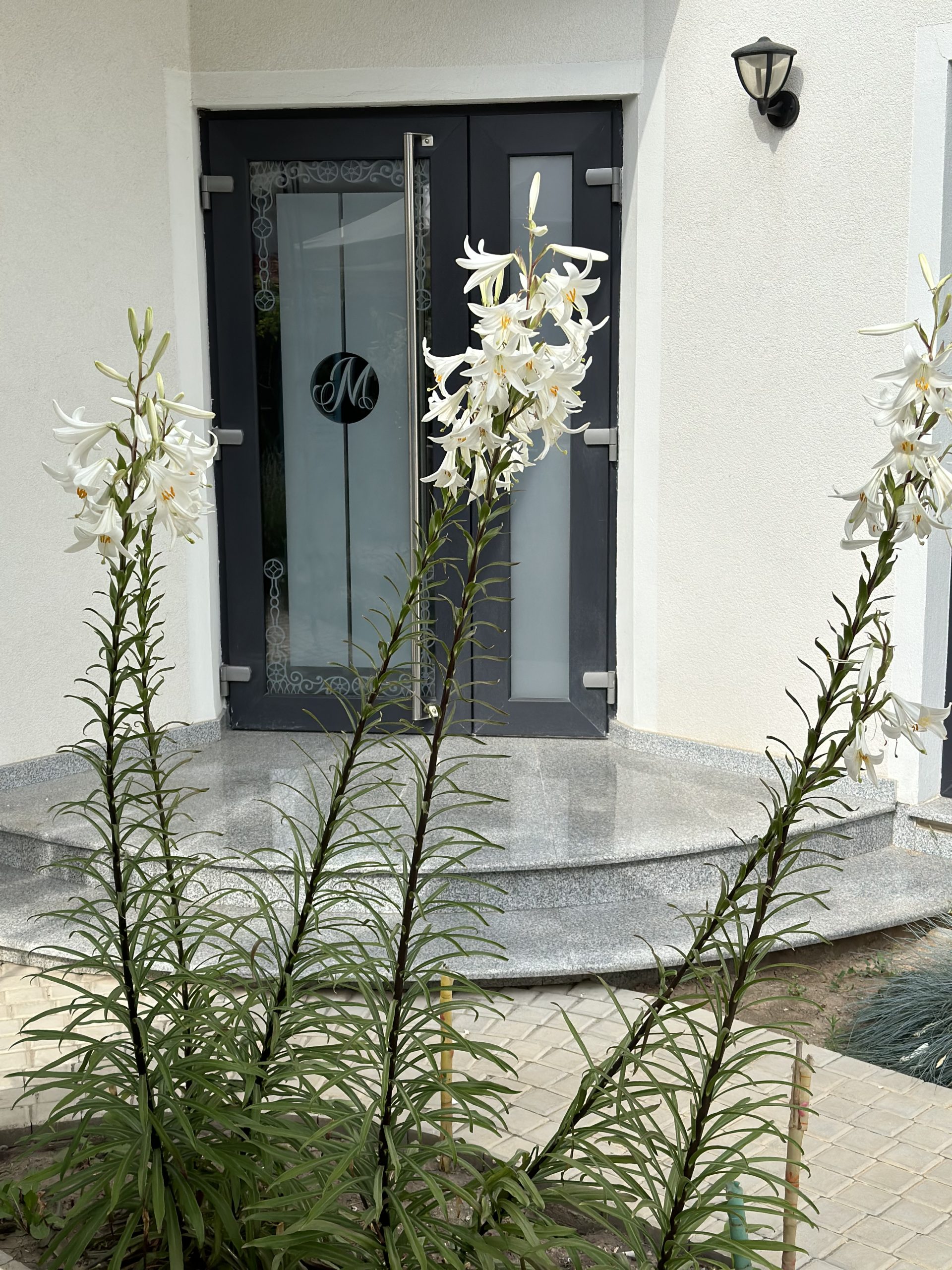 MEMangalia — foto 32