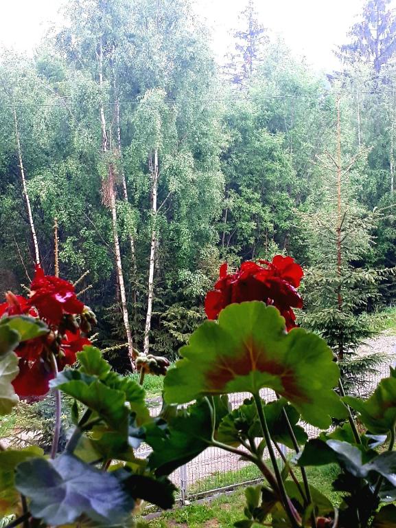 Casa Ionel si Dani, Moieciu de Jos, Brasov — foto 16