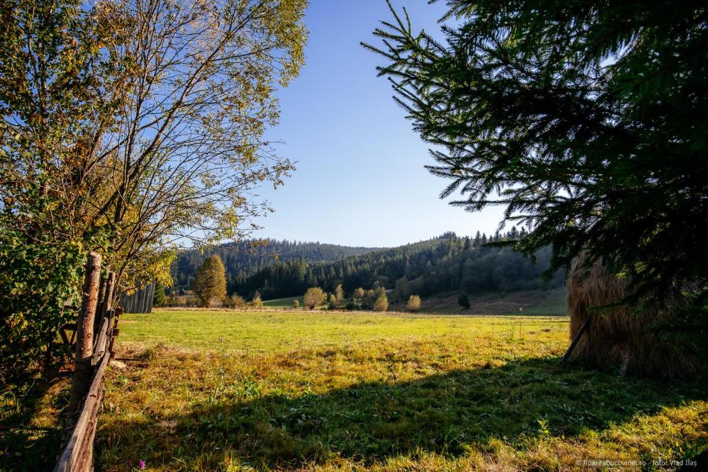 Pensiunea Floarea Bucovinei, Gura Humorului — foto 11